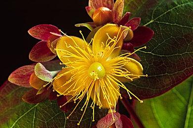 中国台湾玩家来贴吧求助：请支援《星空》繁中请愿